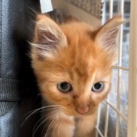 狭いところを歩く子猫