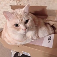 ダンボールの中にぴったり収まるマンチカン