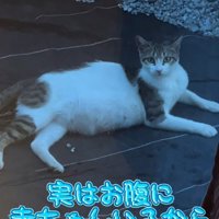 お腹の大きな猫