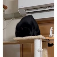 キャットタワーにいる猫たち