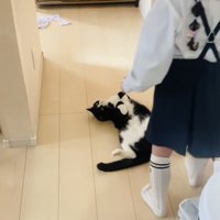 娘さんを通せんぼするハチワレ猫