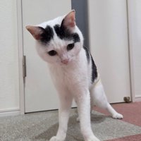 トイレ前で立つ猫