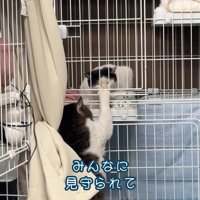 キジ白猫がケージ越しに前足を伸ばす様子