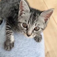 正面を向いている子猫