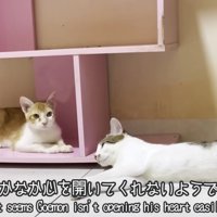 テロップ「なかなか心を開いて～」