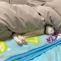 眠る猫