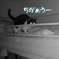 文句を言う猫