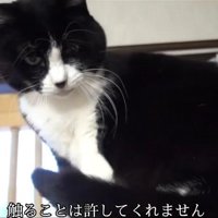座って見下ろす猫