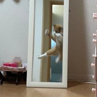 鏡に映る猫