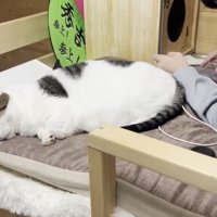 横たわる豆大福くん