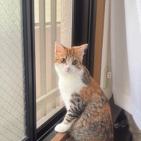 振り返る猫