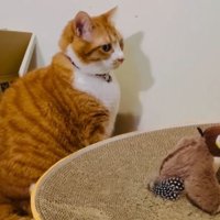 猫と鳥のおもちゃ