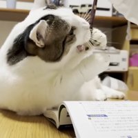 鉛筆にじゃれる猫ちゃん