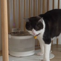 給水器の前の猫