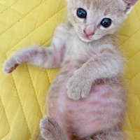 仰向けの子猫