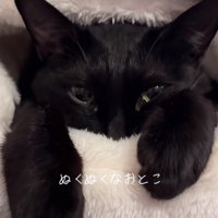 ベッドに入る黒猫（正面からのアングル）