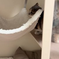 ハンモックを見る子猫