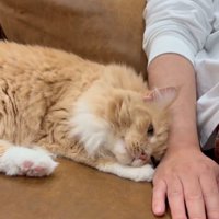 手に頭をこする猫