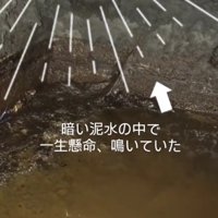 泥水の中で鳴いている子猫