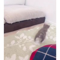 駆け回る子猫