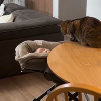 猫と赤ちゃん