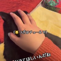 飼い主になでられている黒猫