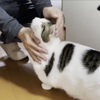 お父さんの手に向かって顔を上げる豆大福くん