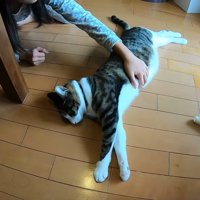 伸びているお腹を触って