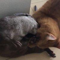 冒頭のじゃれてる写真