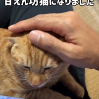 なでられる猫
