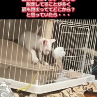 ケージの外を見ている子猫
