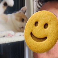 弟に向かって手を振り上げる三毛猫