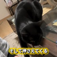 撫でられている猫と飼い主の手をとめようとする黒猫