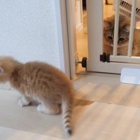 赤ちゃんを見守るチャボさん