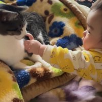 差し出された人差し指の匂いを嗅いでいる猫