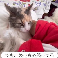 人に抱かれている猫