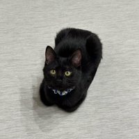 香箱座りの子猫