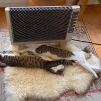 ストーブ前で伸びる猫