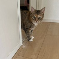 ひょっこり現れる猫