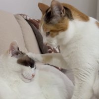 左の猫の頭に前脚を乗せる右の猫