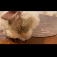 床に顔をつけて寝ている猫