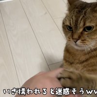 人の手に前足で触れる猫