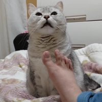 飼い主の足のにおいを嗅いで目を細める猫