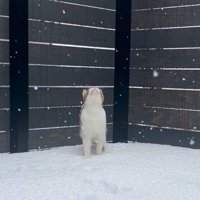 見上げる猫