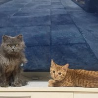 テレビの前に座る2匹の猫