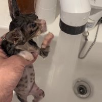 お湯が出ている蛇口の横で左前足を上げている濡れた子猫