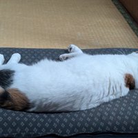 振り向かない猫