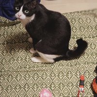 荷物と猫