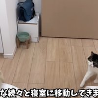 寝室に入ってくる猫達