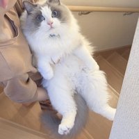 男の子に抱えられて階段を降りていく猫